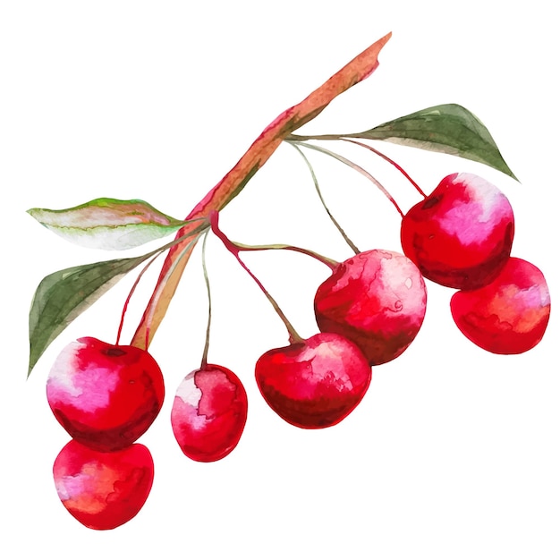 Um monte de frutas cereja em um galho com folhas ilustração de frutas sakura