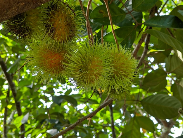 Um monte de frutas rambutan na árvore