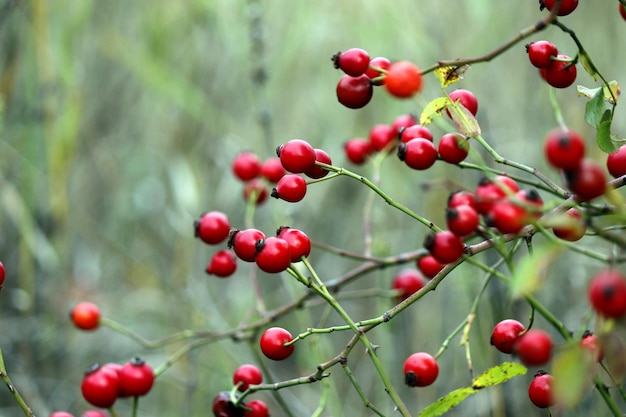 Um monte de frutas vermelhas em uma planta