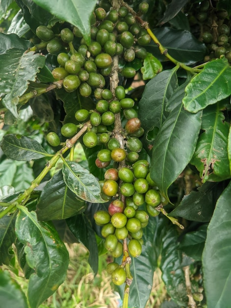 Um monte de grãos de café está pendurado em uma árvore