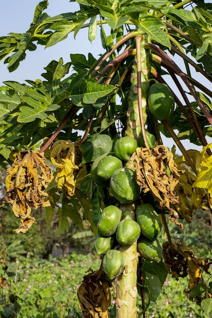 Um monte de mamão orgânico crescendo na árvore