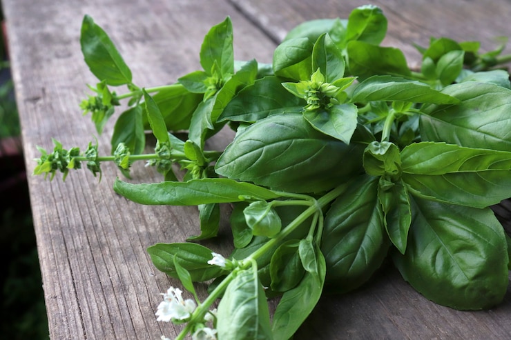 Foto um monte de manjericão fresco em uma mesa de madeira. o conceito de cultivar ervas em sua horta e cozinhar com elas. conceito de especiarias e jardim de ervas
