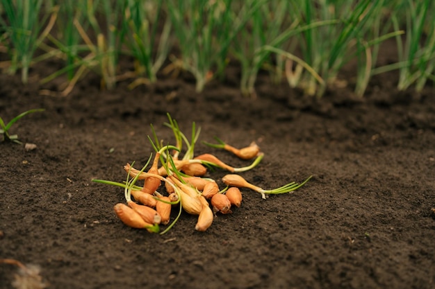 Um monte de mudas de cebola em solo úmido é preparado para plantar o conceito de agricultura orgânica e produção agrícola