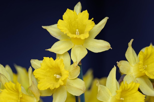 Um monte de narcisos com um fundo azul