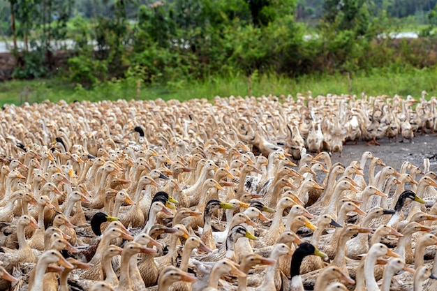 Foto um monte de patos no vietnã, conceito de fazenda de indústria