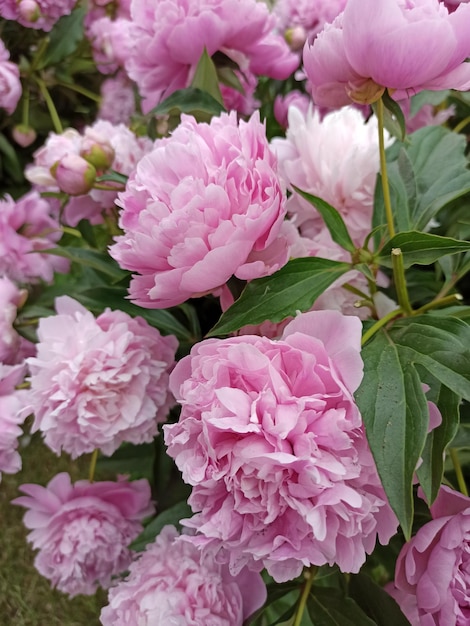 Um monte de peônias rosa com folhas verdes