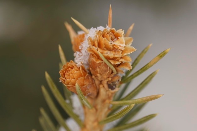 um monte de pequenos cones em crescimento crescendo em um ramo de uma árvore de Natal com agulhas cobertas de neve