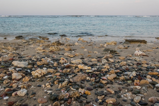 Foto um monte de pequenos corais na praia com vista para o mar