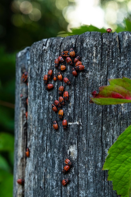 Um monte de Pyrrhocoris apterus fica em uma árvore. O inseto soldado ou inseto vermelho senta-se na madeira