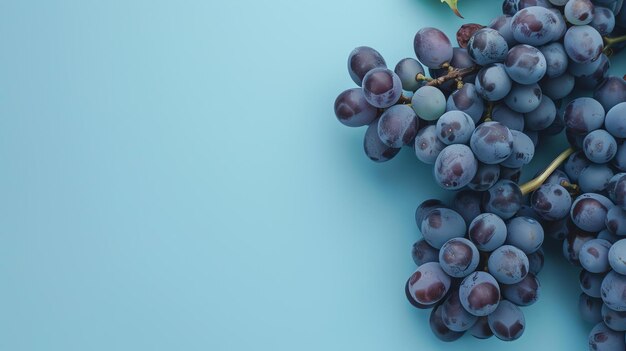 Um monte de uvas azuis maduras com folhas verdes em um fundo azul as uvas são gordinhas e suculentas e estão cobertas por uma leve poeira de flores