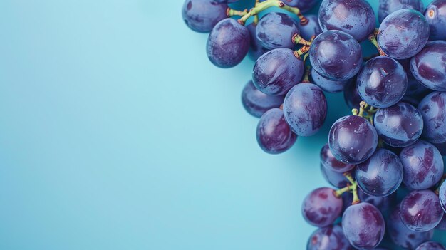 Um monte de uvas Concord maduras com uma flor azul em pó em um fundo azul