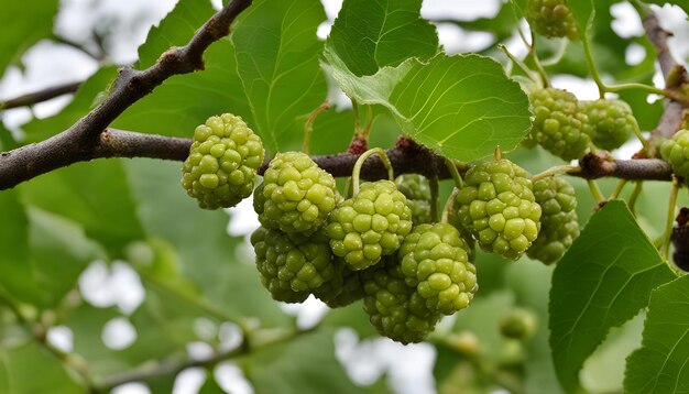 Foto um monte de uvas verdes em um ramo com folhas