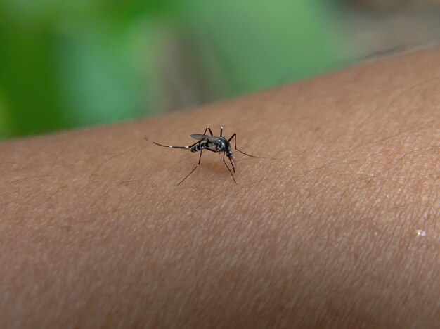 Foto um mosquito no pulso de uma pessoa