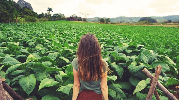 Um, mulher olha, em, verde, campo tabaco, em, cuba