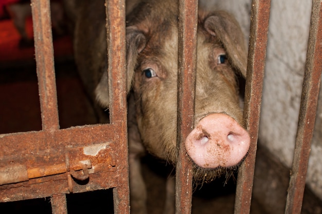 Um nariz de porco sujo se projeta atrás de uma grade de metal enferrujada com um fundo desfocado na fazenda