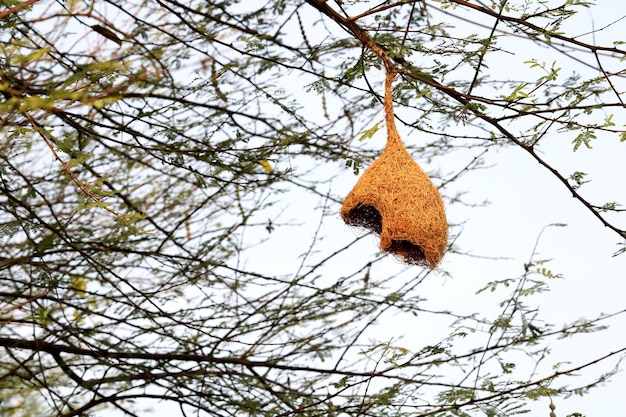 Foto um ninho de pássaro incompleto pendurado em uma árvore