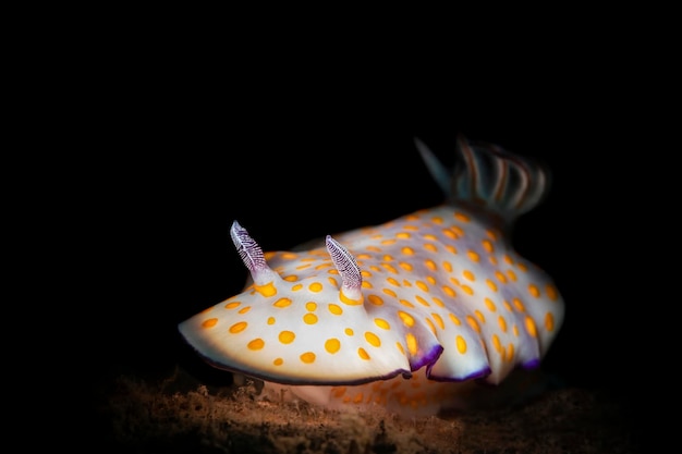 Foto um nudibrânquio cigano branco colorido rasteja pelo fundo arenoso à noite