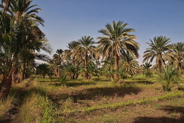 Um oásis no deserto do Saara, África