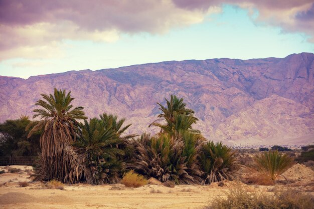 Um oásis no deserto Um palmeiral cresce no deserto