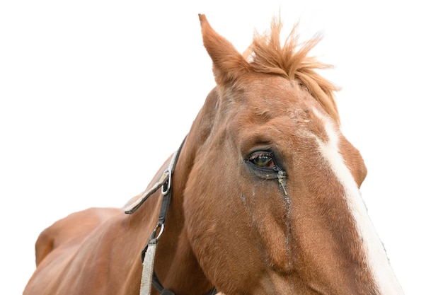 Um olho dolorido em um cavalo é marrom em um fundo branco