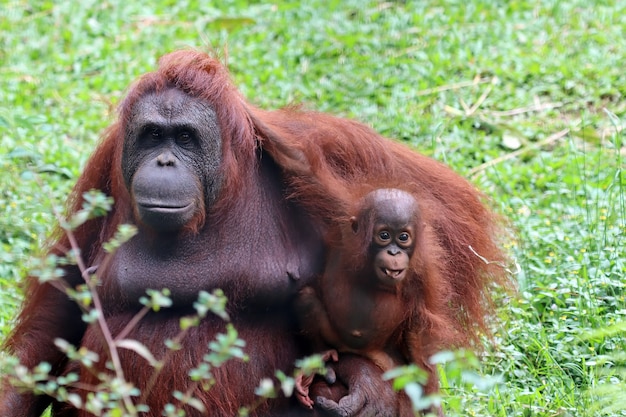 Um orangotango segurando seu bebê orangotango