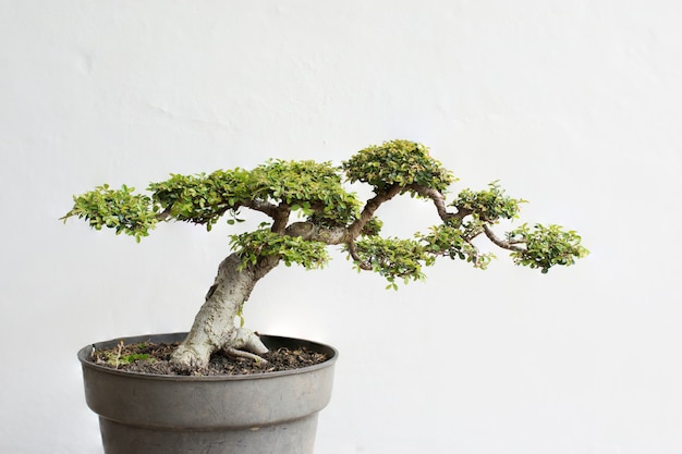 Um outro bonsai chinês da árvore de olmo