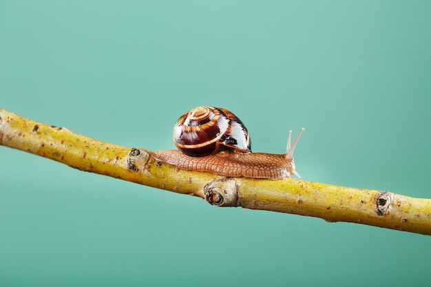 Um paciente caracol com chifres e uma grande concha rasteja ao longo de um galho em um fundo verde. Espaço livre, o conceito de superar as dificuldades com paciência