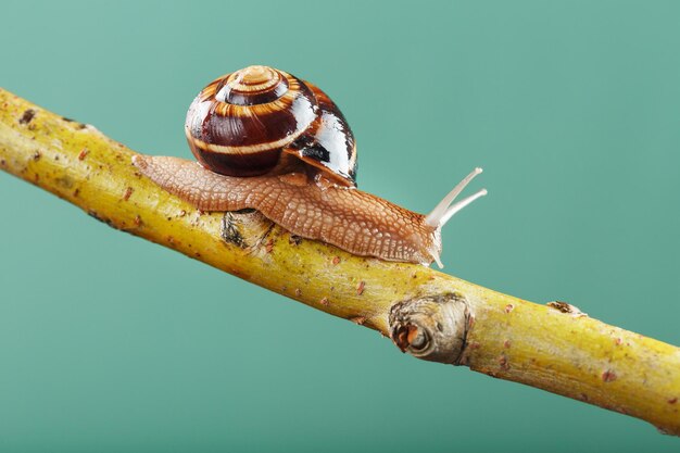 Um paciente caracol com chifres e uma grande concha rasteja ao longo de um galho em um fundo verde. Espaço livre, o conceito de superar as dificuldades com paciência