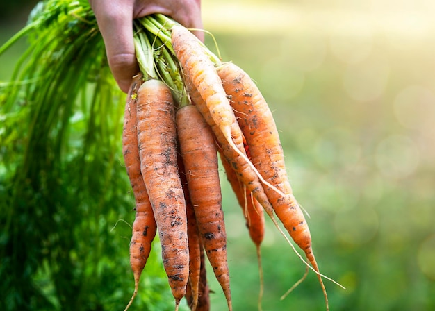 Um pacote de cenouras frescas na mão O conceito de colheita de agricultura natural