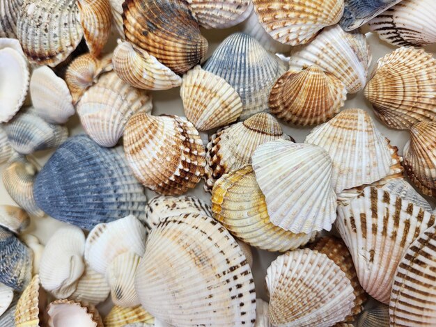 Um padrão de fundo marinho de conchas