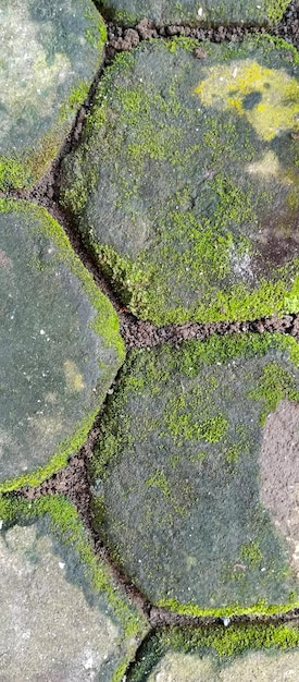 Um padrão de musgo verde em um chão de pedra