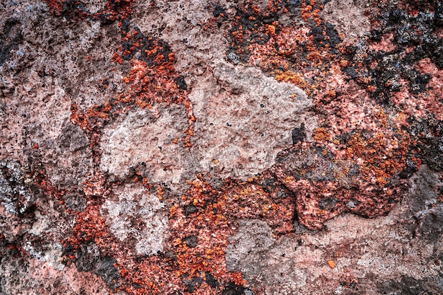 Um padrão incomum de mofo multicolorido em uma parede de pedra cinza com fundo de textura de musgo