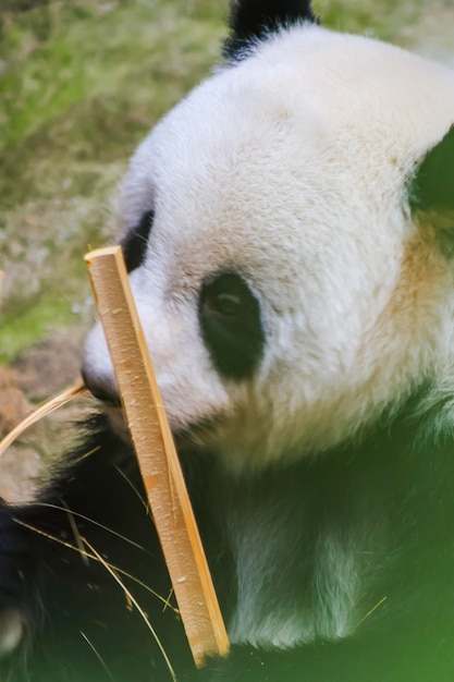 Um panda com olhos negros e olhos negros