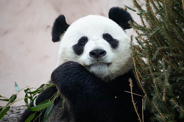 Um panda gigante preto e branco está comendo bambu. Grande close-up de animal.