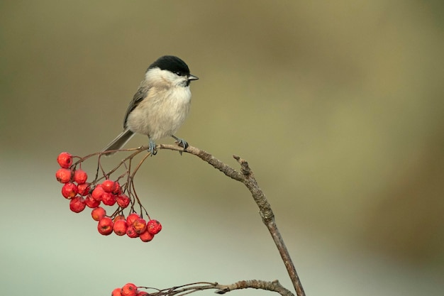 Foto um pântano em uma floresta de carvalhos e faias da euro-sibéria na primeira luz da manhã de um frio dia de janeiro