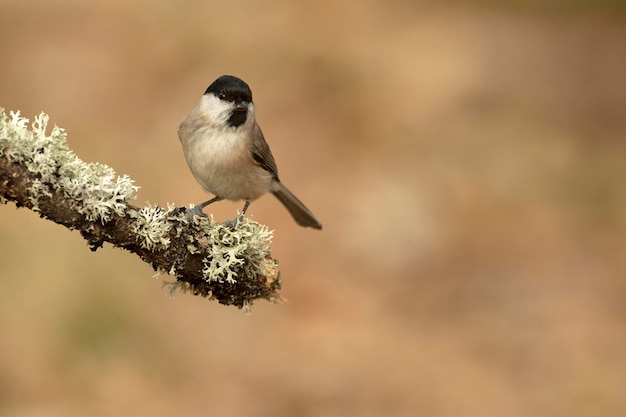 Um pântano em uma floresta de carvalhos e faias da Euro-Sibéria na primeira luz da manhã de um frio dia de janeiro