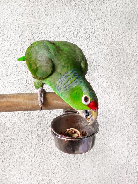 Um papagaio amazônico com a testa vermelha come em seu alimentador