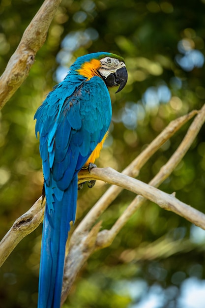 Um papagaio arara azul e amarelo sentado em um galho de árvore em Bali