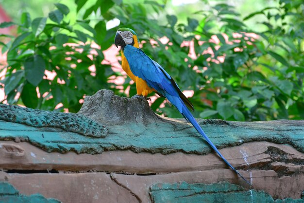 Um papagaio azul e amarelo