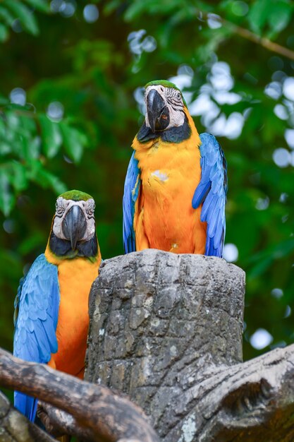 Um papagaio azul e amarelo