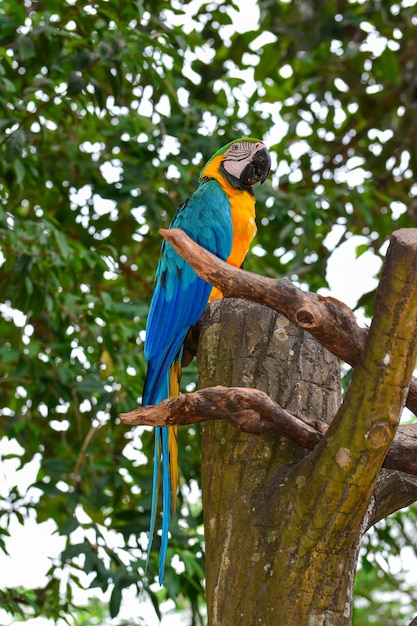 Um papagaio azul e amarelo