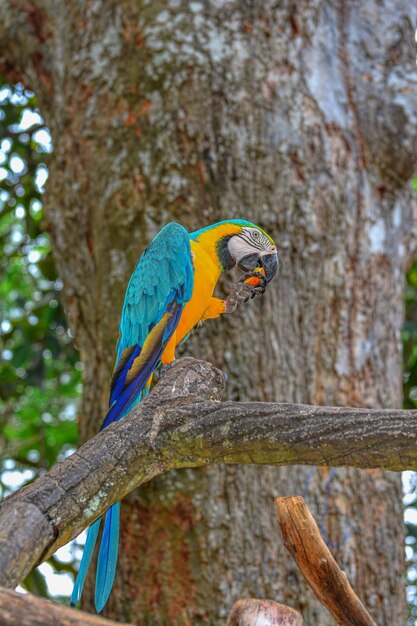 Um papagaio azul e amarelo