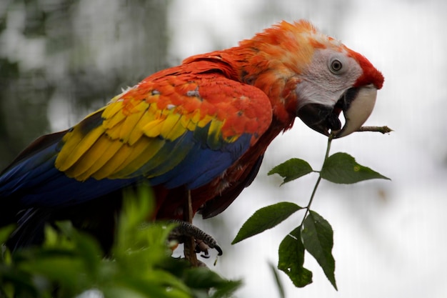 Um papagaio colorido está sentado em um galho com uma folha no bico.