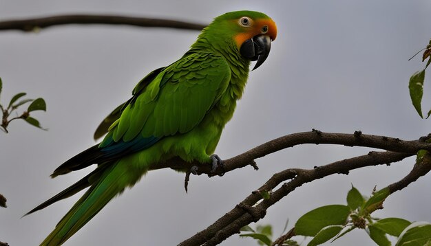 Foto um papagaio com um bico verde
