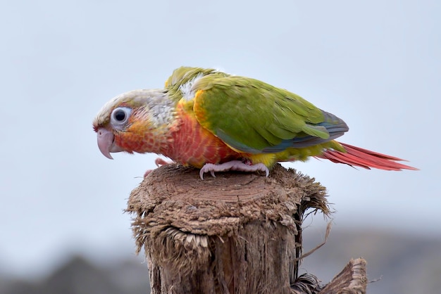 Foto um papagaio está empoleirado em um poste de madeira