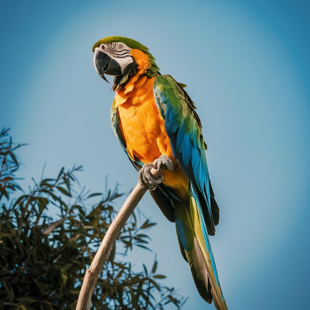 Foto um papagaio está empoleirado em um ramo com um céu azul ao fundo