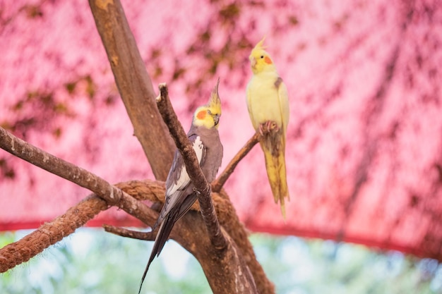 Um papagaio macho e fêmea da espécie Corella do gênero cacatu sentam-se em um galho da árvore o conceito de reprodução e observação de pássaros