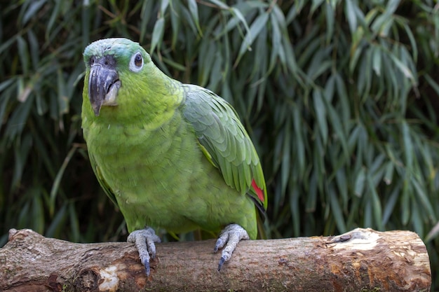 Um papagaio senta-se em um galho em frente a um fundo de bambu.