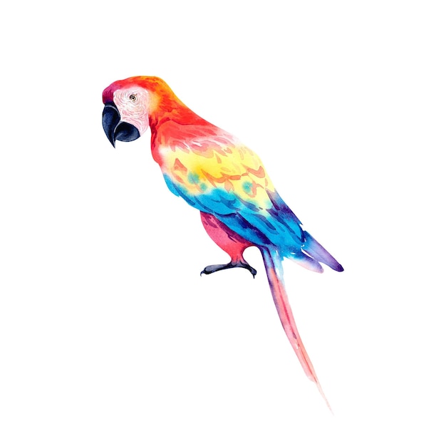 Um papagaio tropical vermelho em um fundo isolado Macaw papagaio Ilustração em aquarela Os trópicos Pássaros