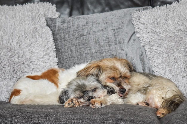 Um par cães de Shih-tzu que dormem junto em um sofá.